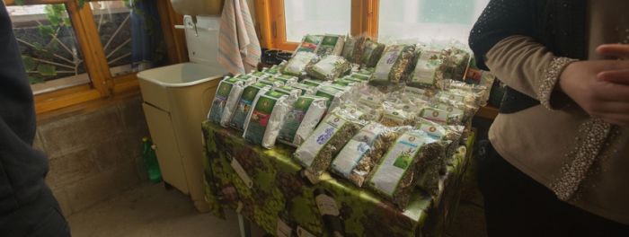 Каникулы ботаников