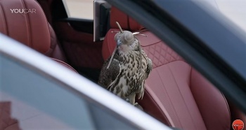 Bentley представила внедорожник Bentayga для охоты с соколами в пустыне